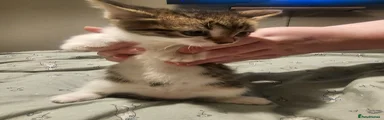 Mixed Breed Kitten 1