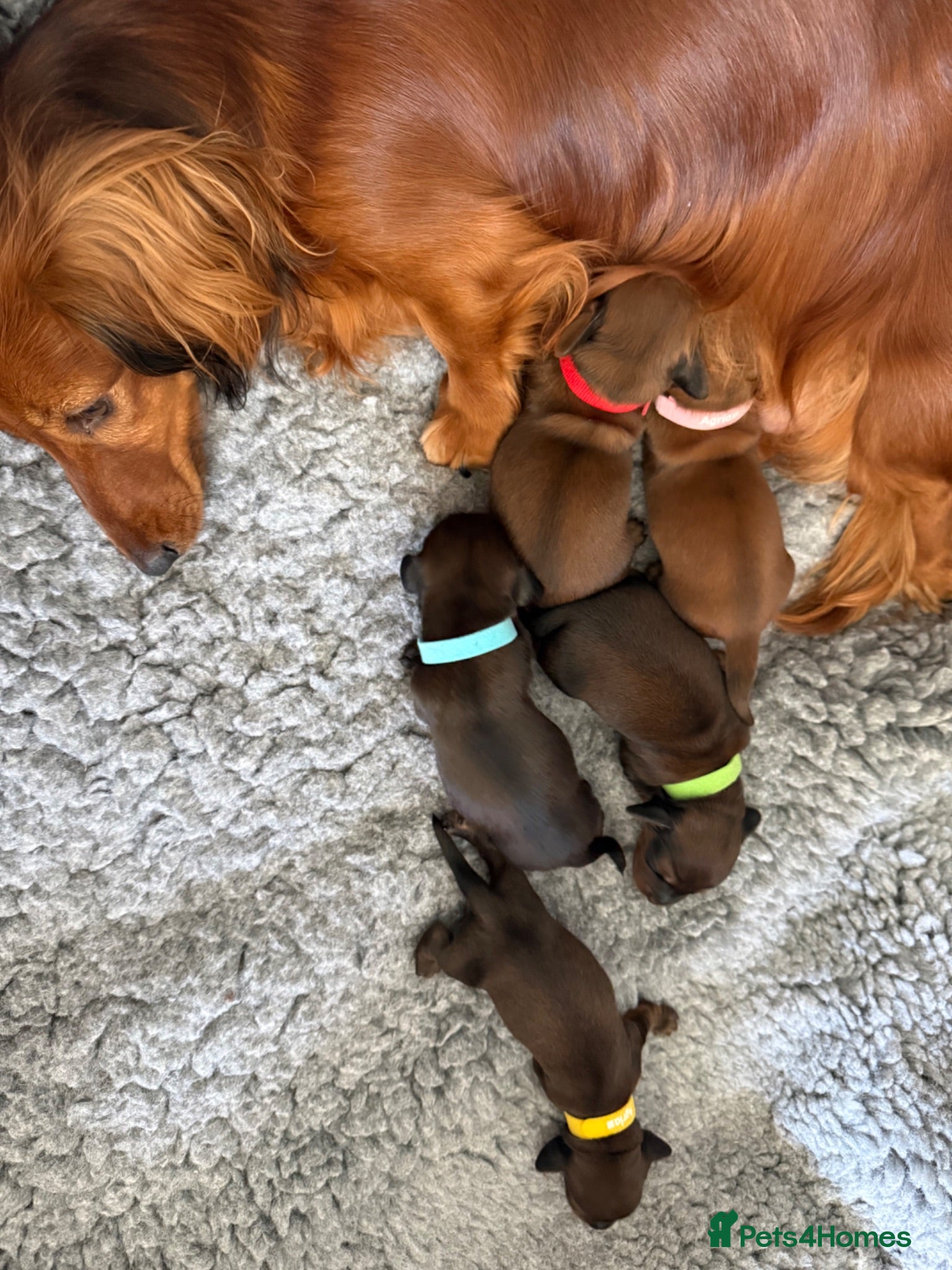 Miniature Dachshund dogs Show class mini longhair pups from Crufts winner  - Advert 2