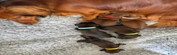 Miniature Dachshund dogs for sale: Show class mini longhair pups from Crufts winner  - Advert 9