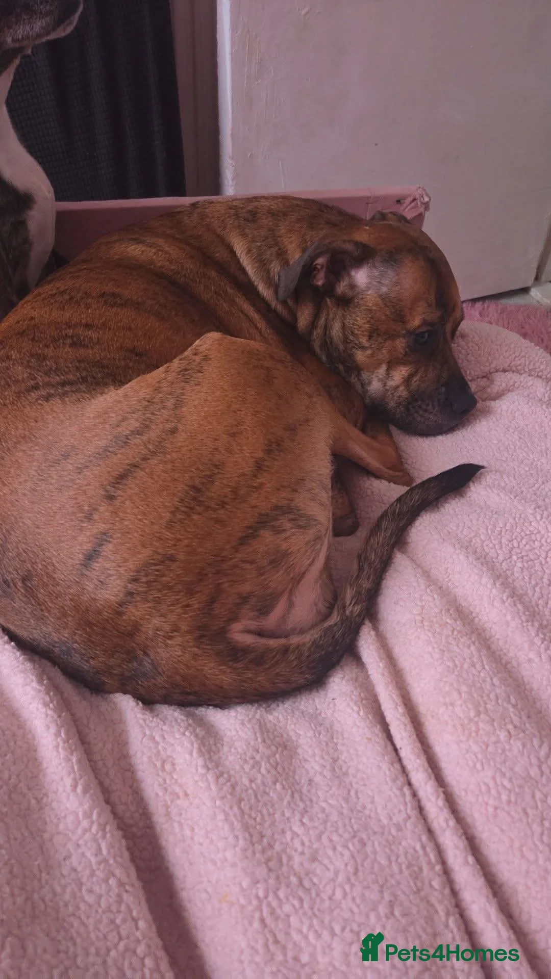 Staffordshire Bull Terrier dogs for sale: Staffie x  in Nottingham - Advert 3