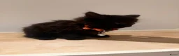 Domestic Shorthair cats for sale: Kittens - Advert 14