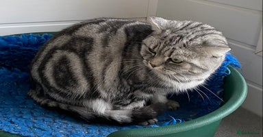 British Shorthair cats Silver Tabby British Shorthair  - Advert 5