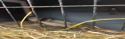 Lionhead rabbits for sale: 2 beautiful LionHead Rabbits - Advert 4
