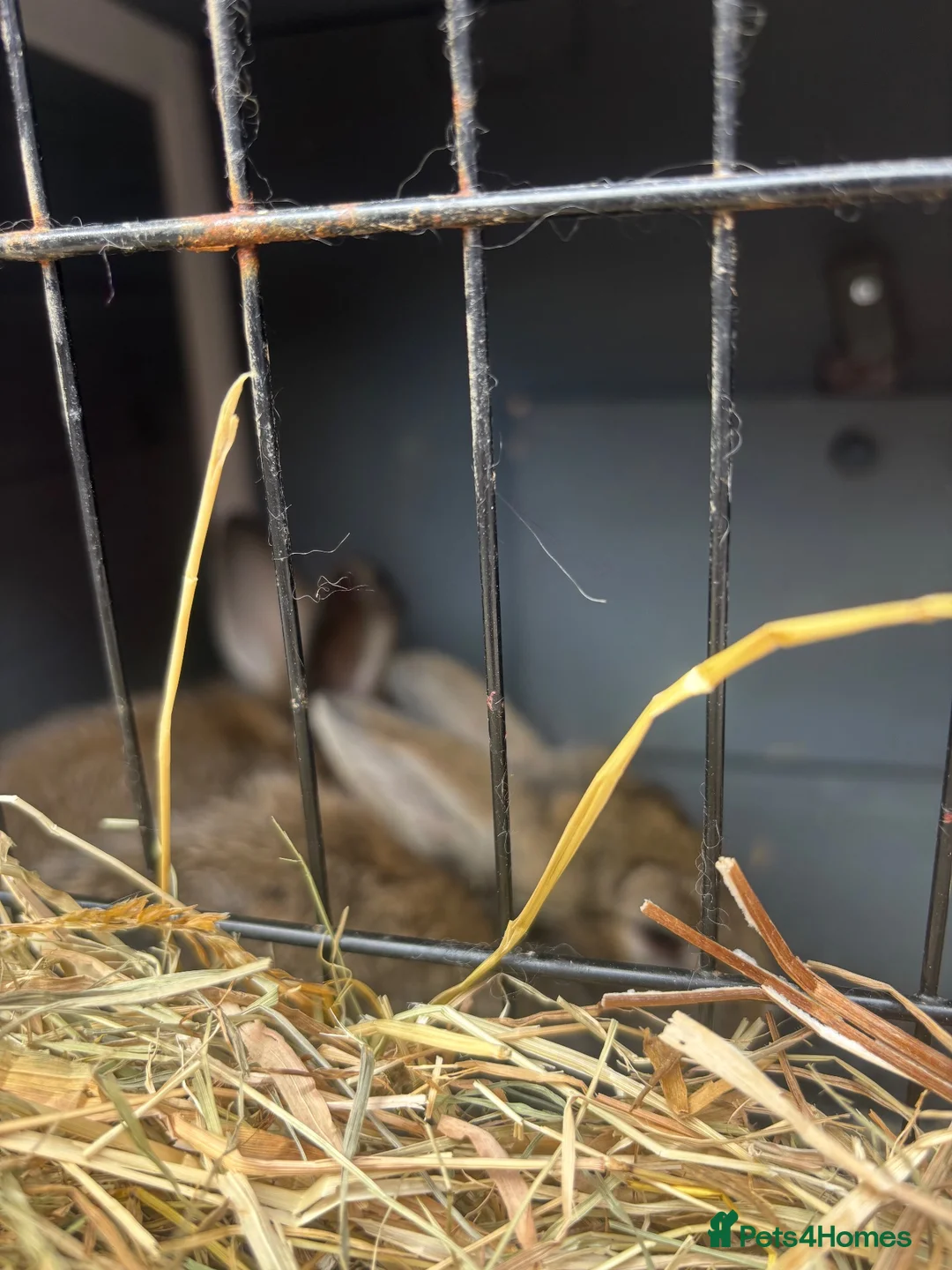Lionhead rabbits for sale: 2 beautiful LionHead Rabbits - Advert 4
