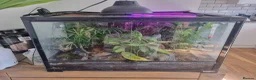 Gecko reptiles for sale: Mourning Geckos in Biggleswade - Advert 3