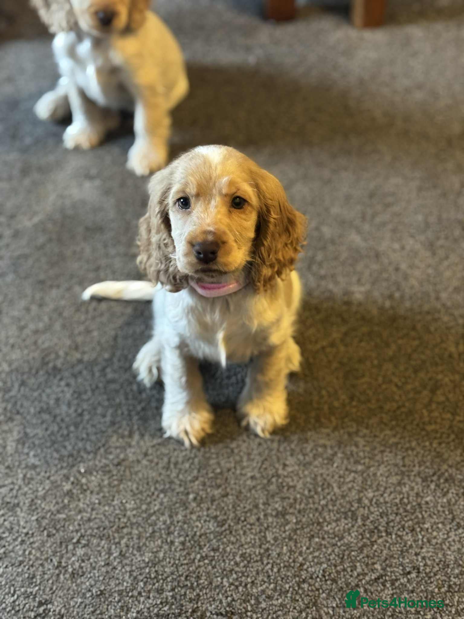 Cocker Spaniel dogs Outstanding of top quality show type puppies  🌈🐶 - Advert 1