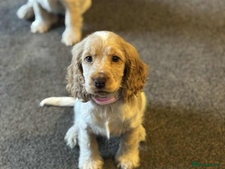 Cocker Spaniel dogs Outstanding of top quality show type puppies 🌈🐶 - Advert 4