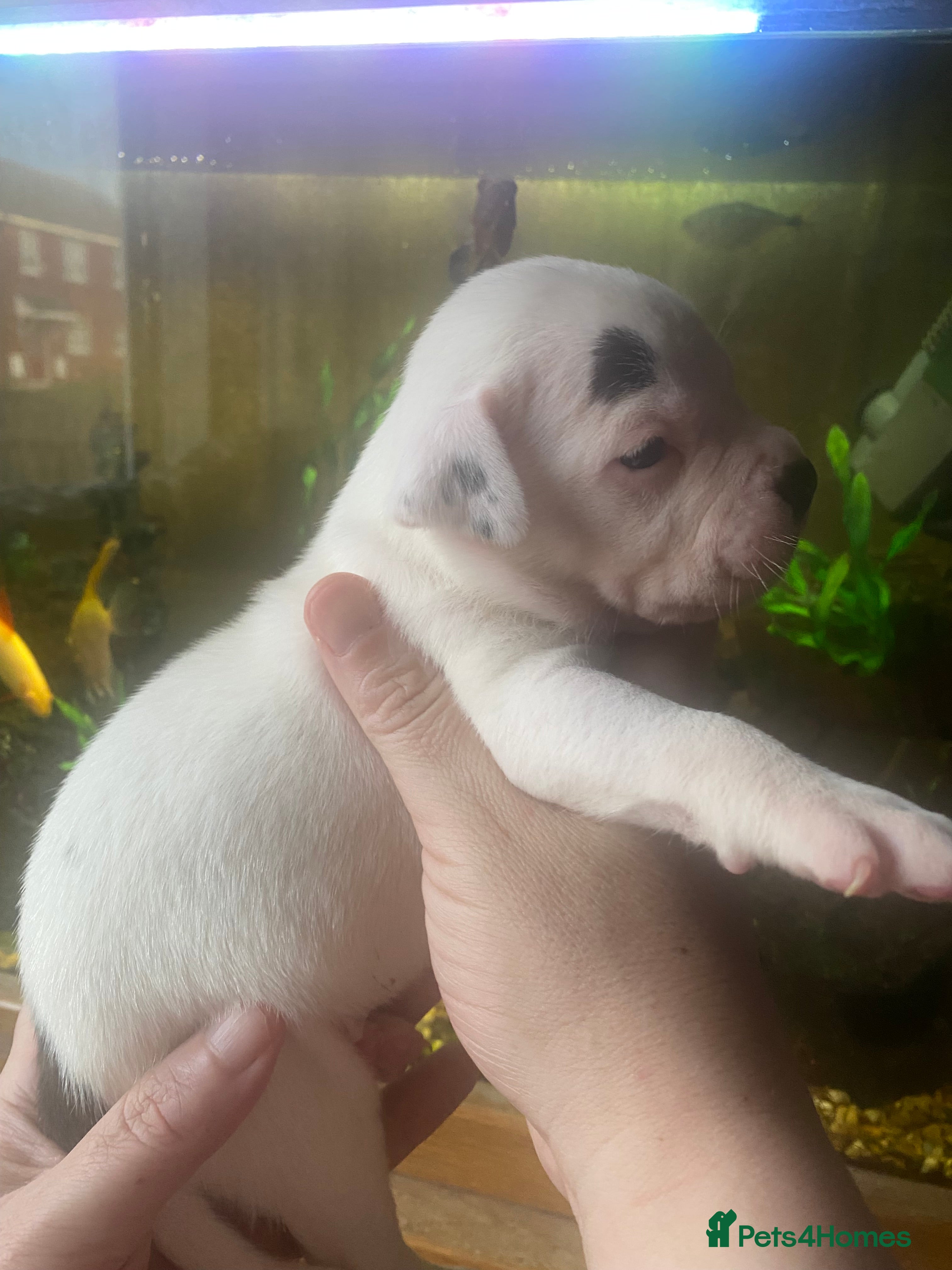 Staffordshire Bull Terrier dogs Beautiful litter of 10  - Advert 17