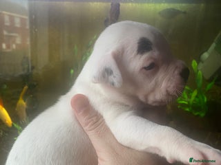 Staffordshire Bull Terrier dogs Beautiful litter of 10 - Advert 5