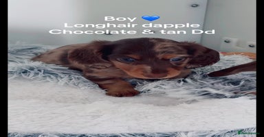 Miniature Dachshund dogs - Advert 9