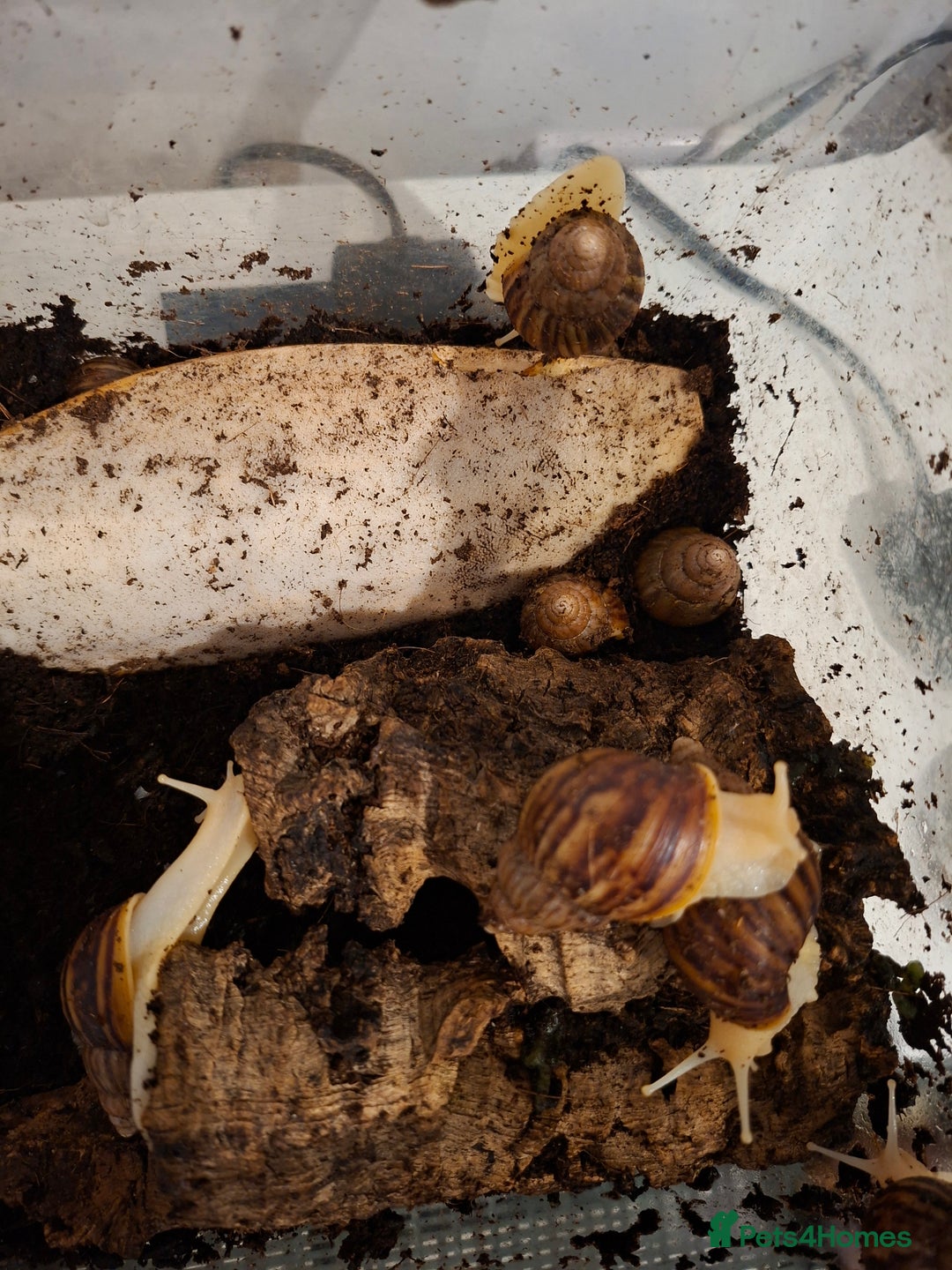 Snails invertebrates for sale: Baby African Giant Land Snails - Advert 2