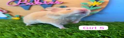 Hamster rodents for sale: Syrian Hamster Babies Males Females Pedigree - Advert 6