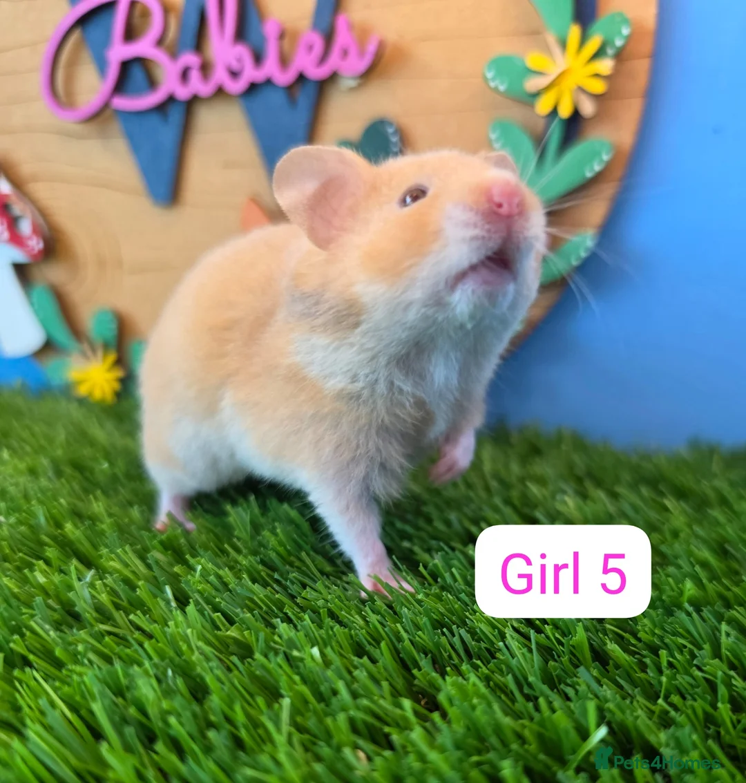 Hamster rodents for sale: Syrian Hamster Babies Males Females Pedigree - Advert 6
