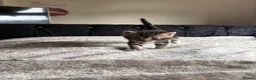 Domestic Shorthair cats for sale: 6 Curious Loving Domestic Shorthair Kittens - Advert 8