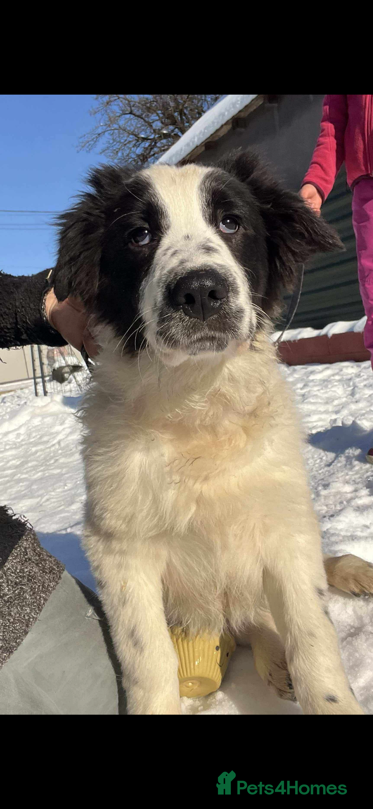 Mixed Breed dogs ACE - HELP HIM COME UP TRUMPS! in Alloa - Advert 1