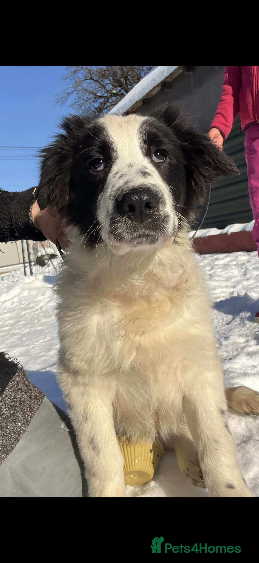 Mixed Breed dogs for adoption: ACE - HELP HIM COME UP TRUMPS! - Advert 1