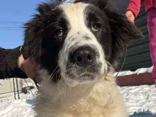 Mixed Breed dogs ACE - HELP HIM COME UP TRUMPS! in Alloa - Advert 1