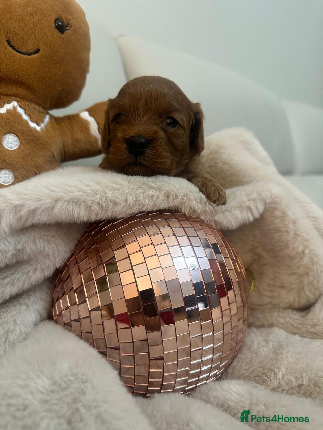 Cavapoo dogs for sale: 🐾 Beautiful F1 Cavapoos – Raised with Love  🐾 - Advert 25