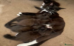 Domestic Shorthair cats for sale: Family friendly kittens looking for a new home  - Image 7