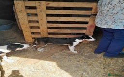Mixed Breed dogs for sale: Labrador X border collie puppies  - Image 3