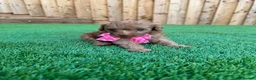 Cockapoo dogs for sale: 🐾 Adorable F1BB Teddy bear toy cockapoos 🐾 - Advert 15