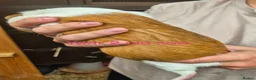 Guinea Pig rodents for sale: Guinea pigs  - Advert 2
