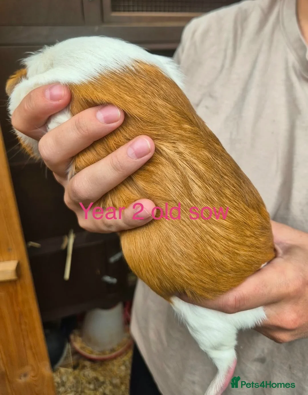 Guinea Pig rodents for sale: Guinea pigs  - Advert 2