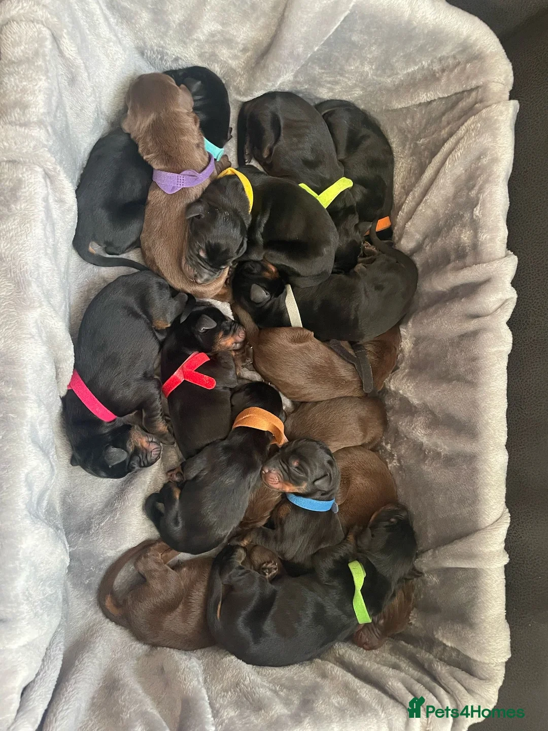 Dobermann dogs for stud: KC Health & Heart tested stud in Burnley - Advert 8