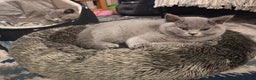 British Shorthair cats for sale: 🐾 British Shorthair Blue – 2 Girls – Ready Now 🐾 - Advert 1
