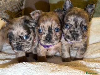 French Bulldog dogs 8 perfect fluffy visual French bulldogs dwkc reg - Advert 5