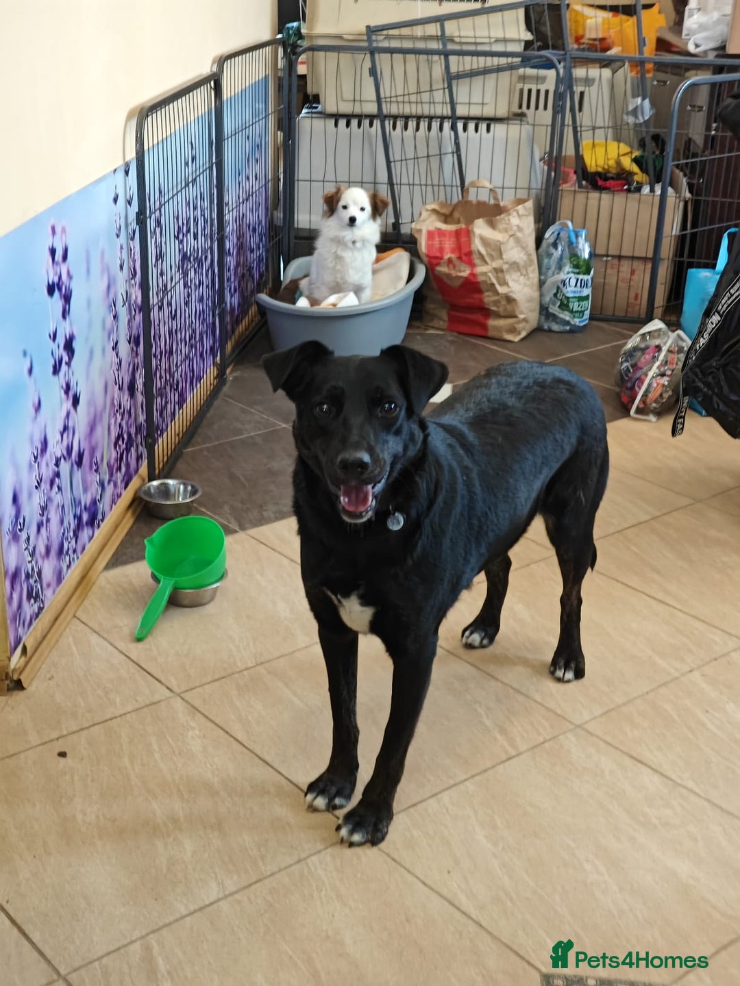 Mixed Breed dogs for adoption: ❤️Blacky❤️1.5 yo upper-medium girl-Labrador cross - Advert 9