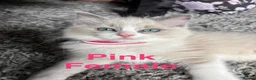 Ragdoll cats for sale: Pure Ragdoll Kittens Ready to leave  - Advert 3