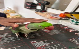 Parrots birds for sale: Alexandrine male - Image 10