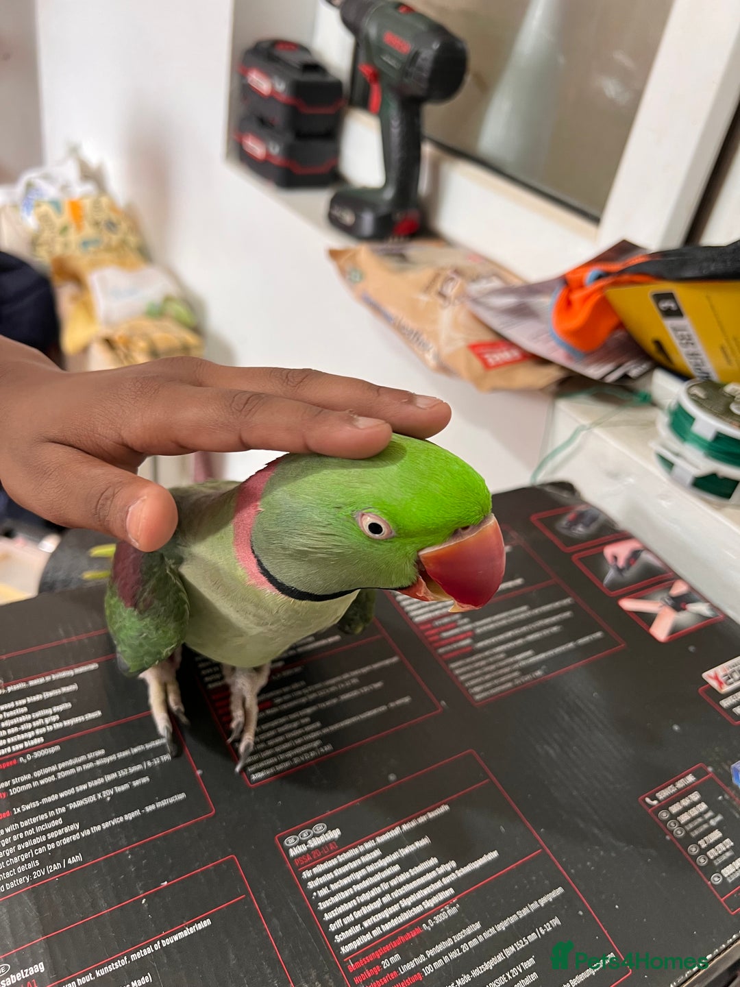 Parrots birds for sale: Alexandrine male - Image 10