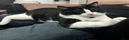 Mixed Breed cats for sale: Cat pair for sale with all accessories  - Advert 4