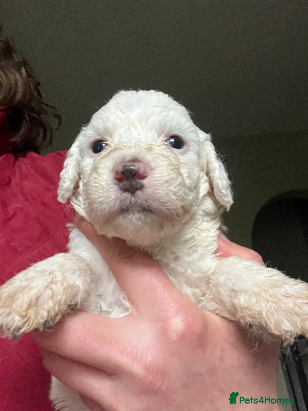 Bordoodle dogs for sale: F1b Bordoodle, DNA testing,full refund guarantee  - Advert 6