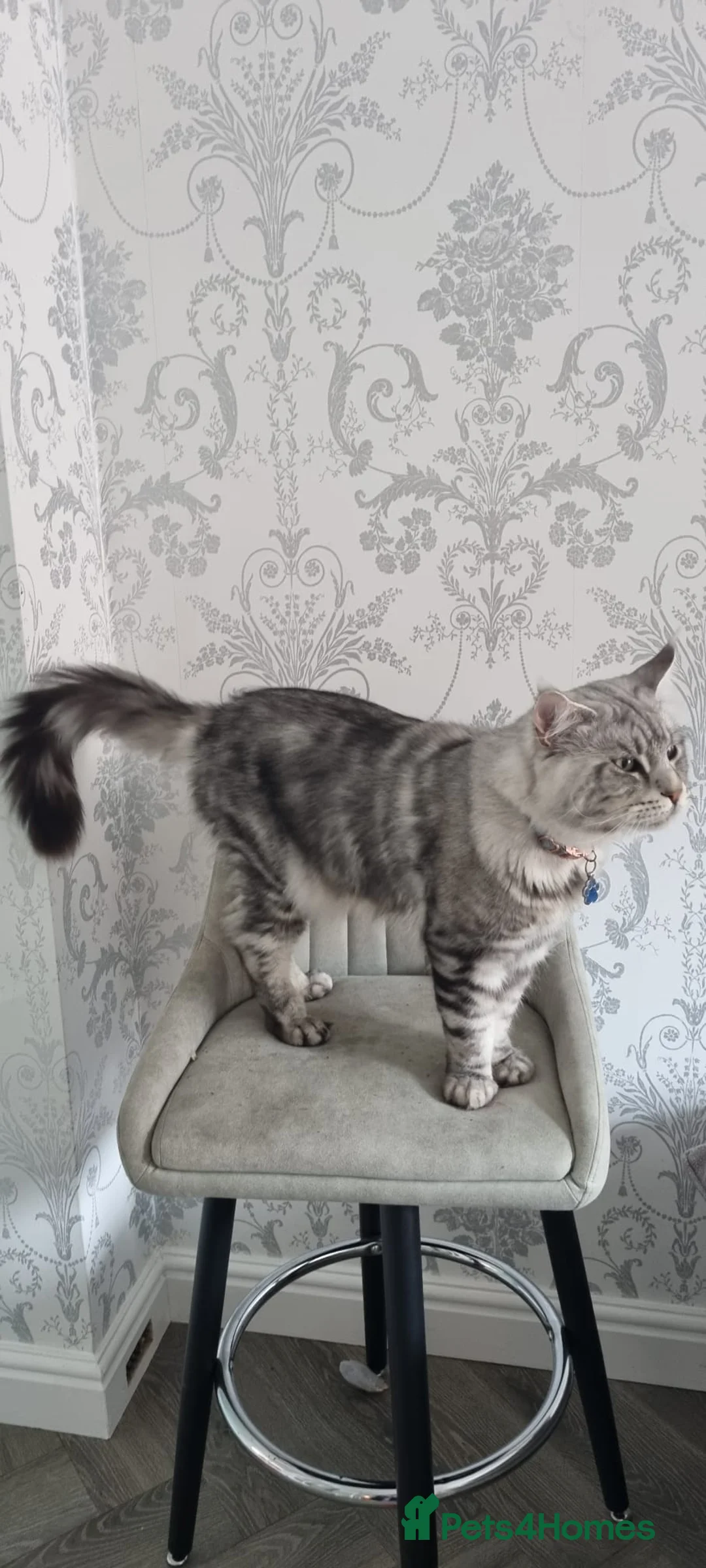 Maine Coon cats for stud: 2 XL Proven Studs 1 of them is a Tica Champion   in Royston - Advert 6