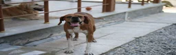 Pointer dogs for adoption: Cakil Looking for Her Forever Home - Advert 3