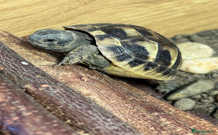 Hermann Tortoise reptiles - Advert 1