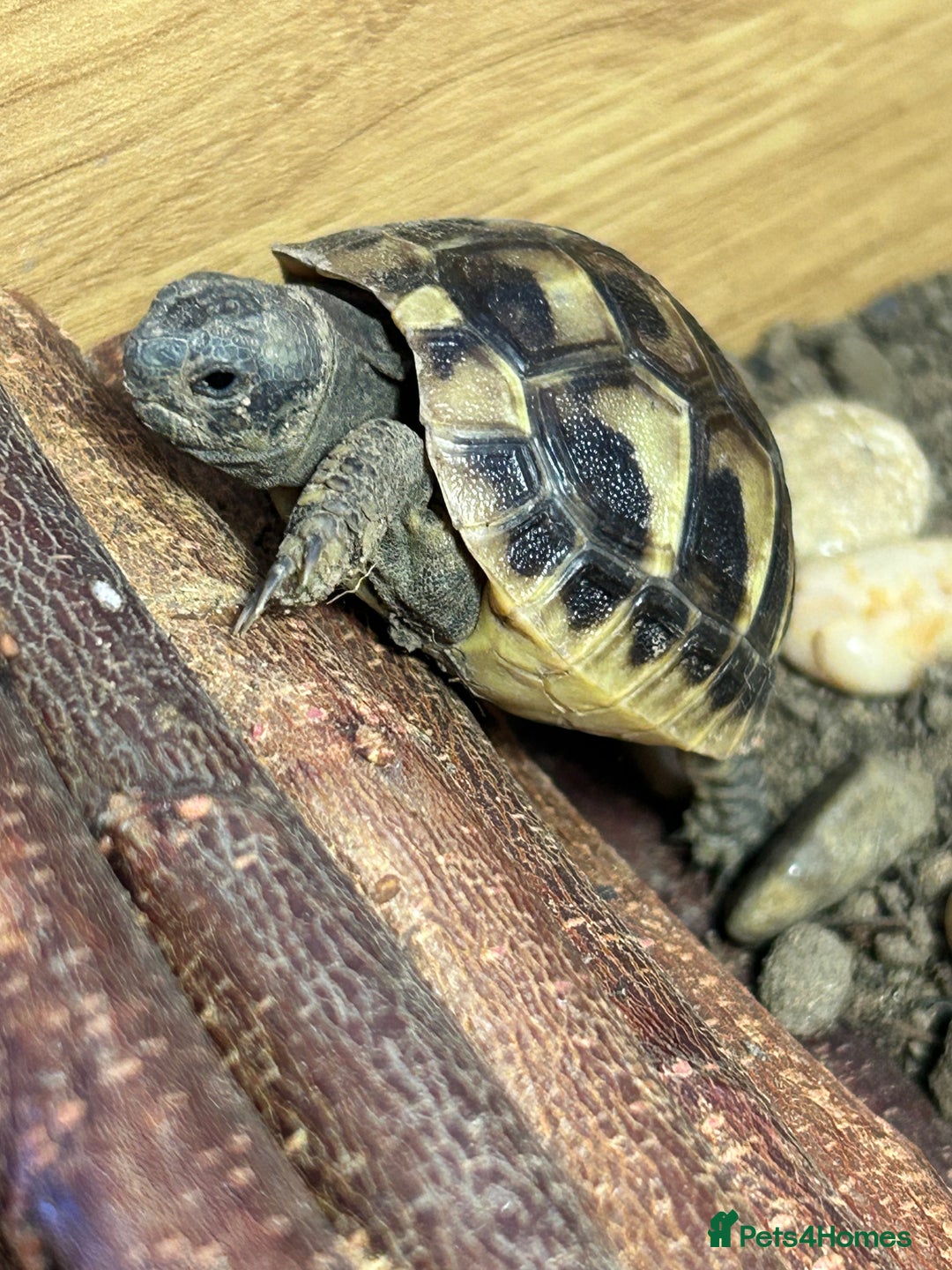 Hermann Tortoise reptiles for sale: Herman tortoise looking for a loving home  - Image 1