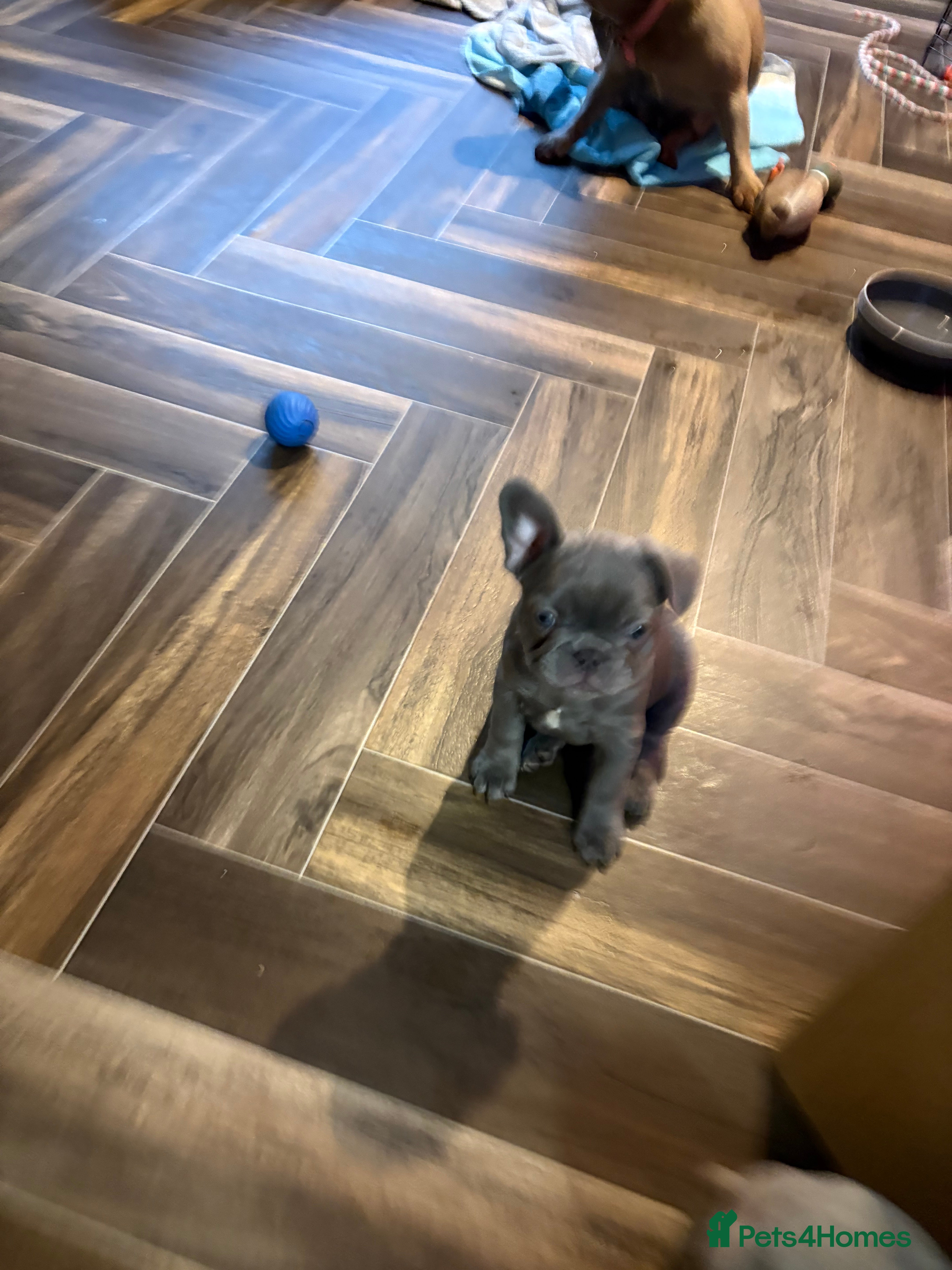 French Bulldog dogs LAST BLUE GIRL LEFT ❤️ READY TO LEAVE - Advert 6