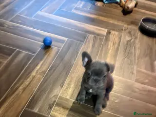 French Bulldog dogs LAST BLUE GIRL LEFT ❤️ READY TO LEAVE - Advert 6