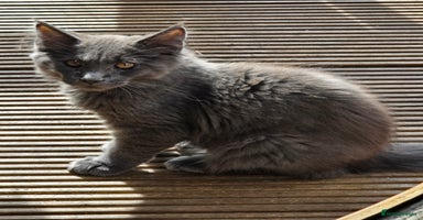Maine Coon cats in Rotherham - Advert 13