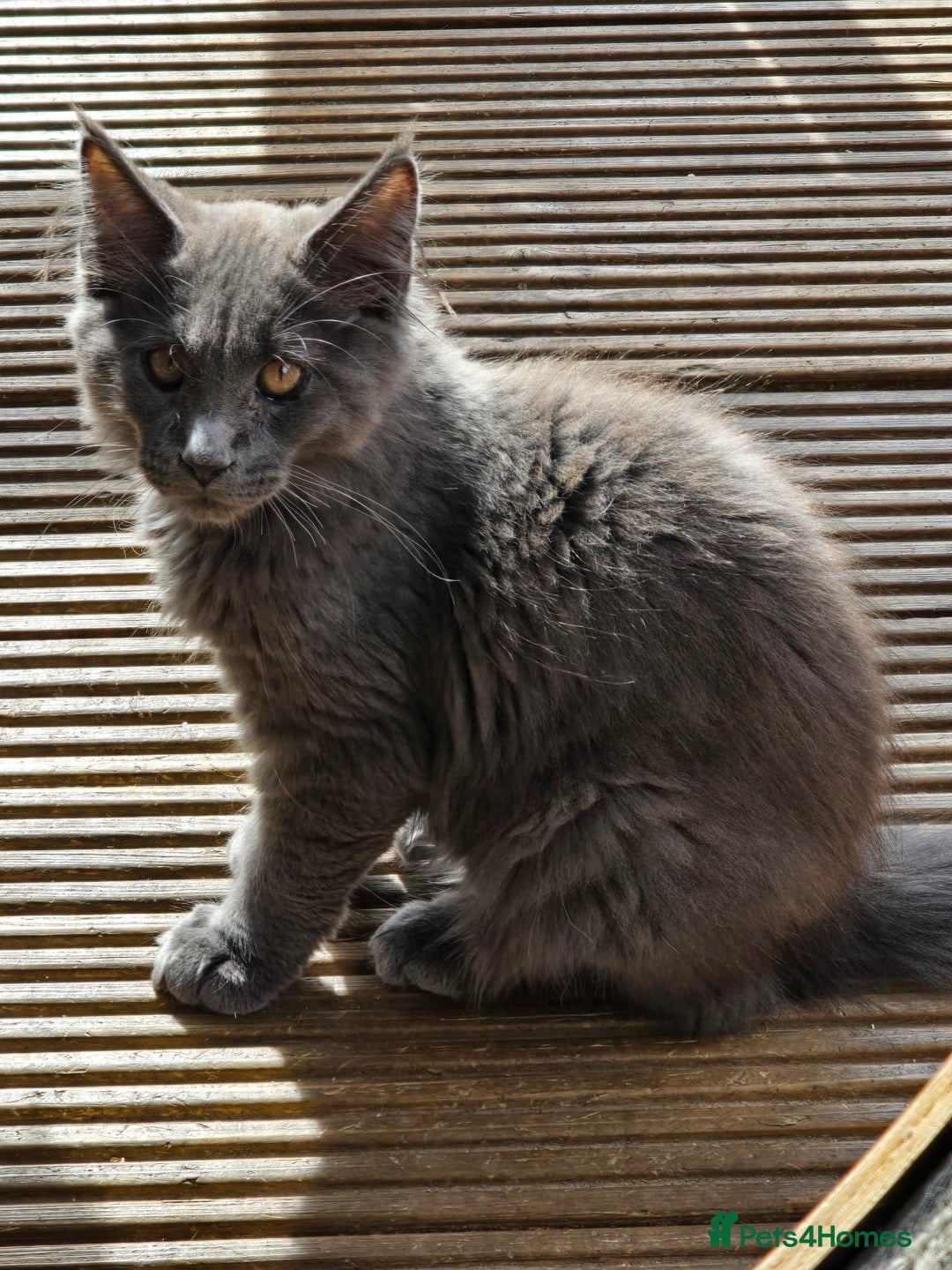 Maine Coon cats for sale: VARIOUS FULL PEDIGREE MAINE COON KITTENS FOR SALE in Rotherham - Image 3