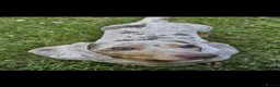 Miniature Dachshund dogs for sale: Meet Brian - Advert 4