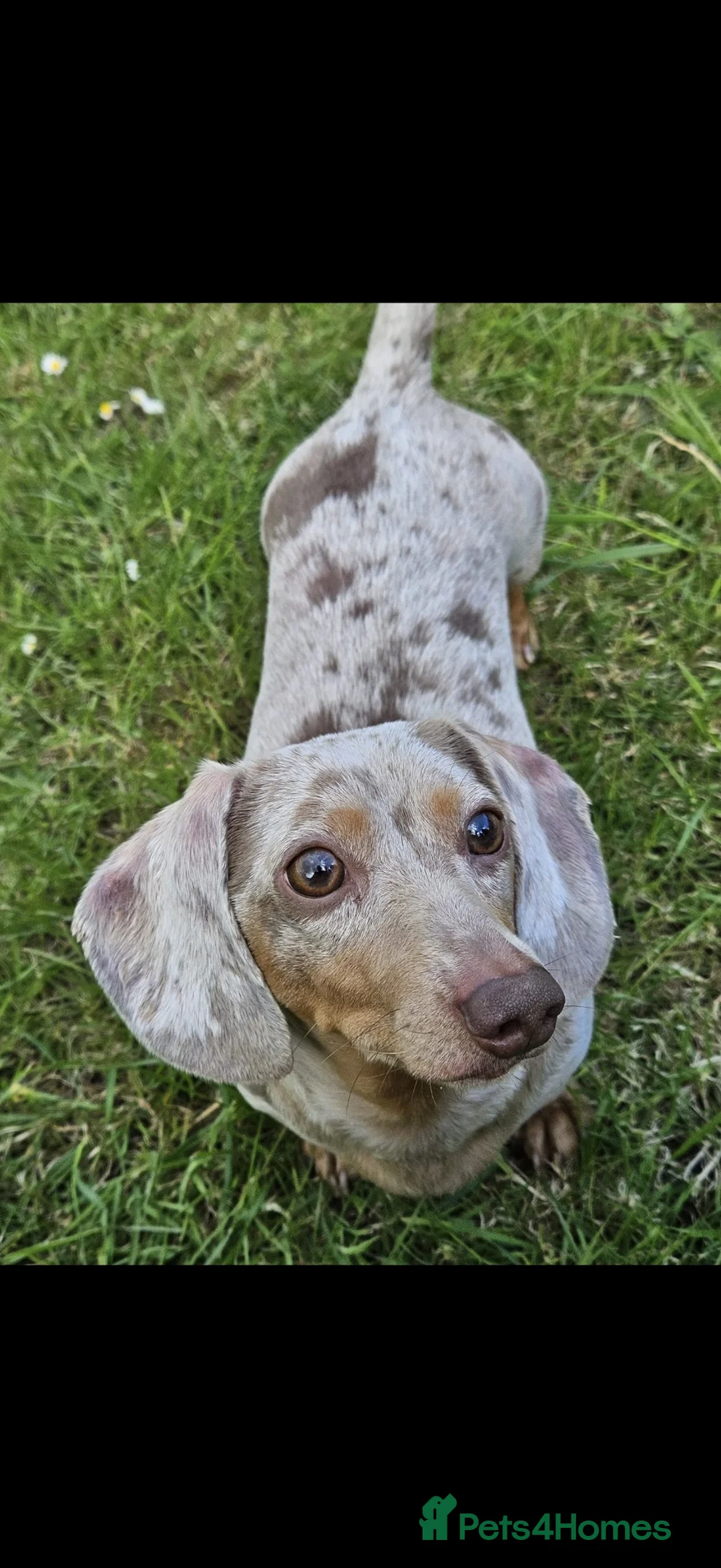 Miniature Dachshund dogs for sale: Meet Brian - Advert 4