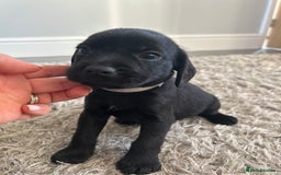 Mixed Breed dogs for sale: Gorgeous puppies  - Image 1