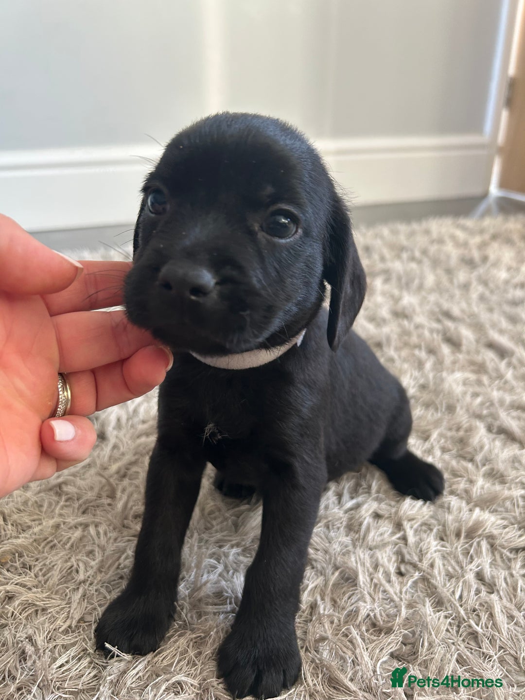 Mixed Breed dogs for sale: Gorgeous puppies  - Image 1