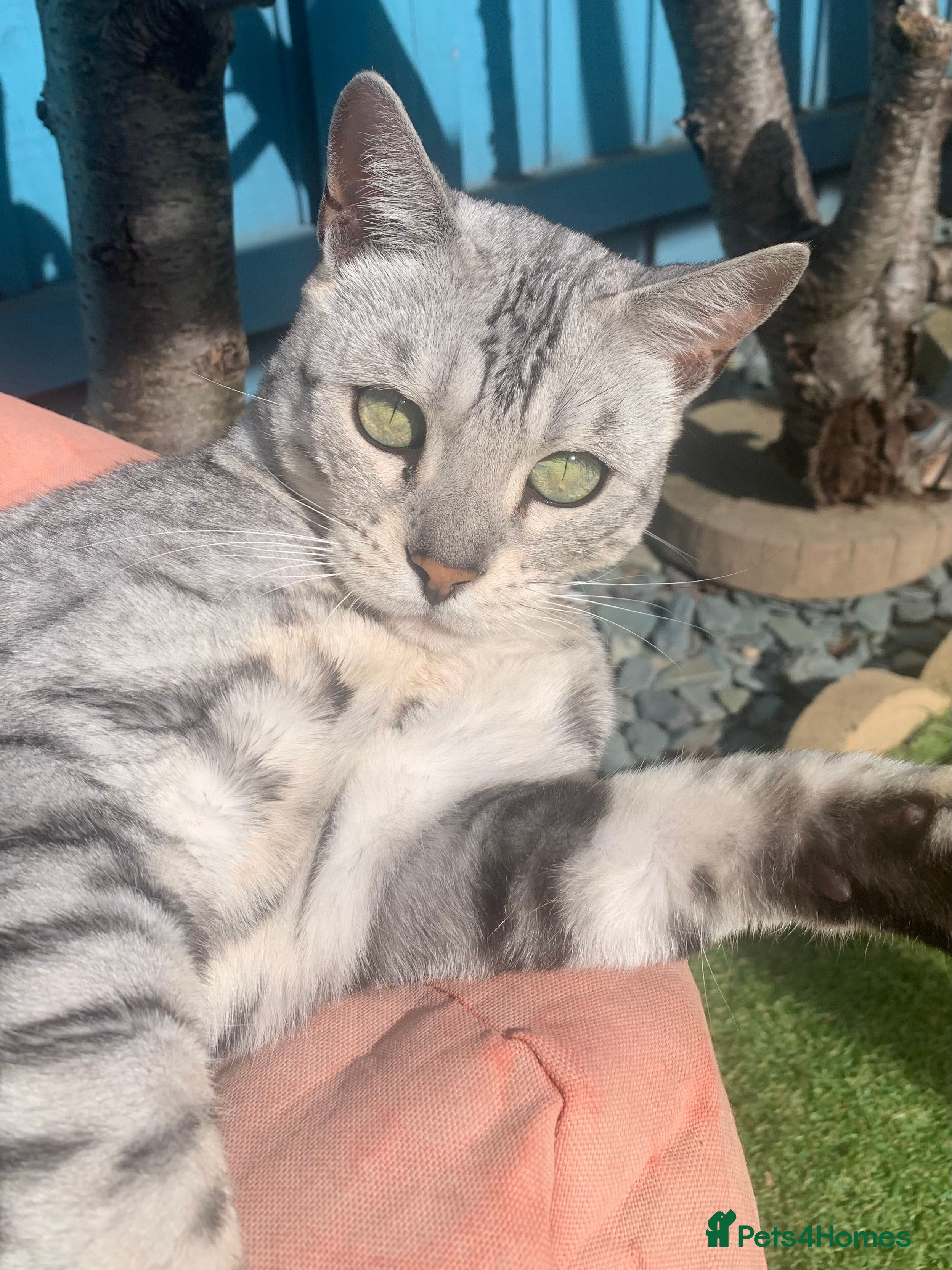 Bengal cats Beautiful silver girl - Advert 1