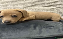 Mixed Breed dogs for sale: Dauchaund x jackrussle puppies  - Image 3